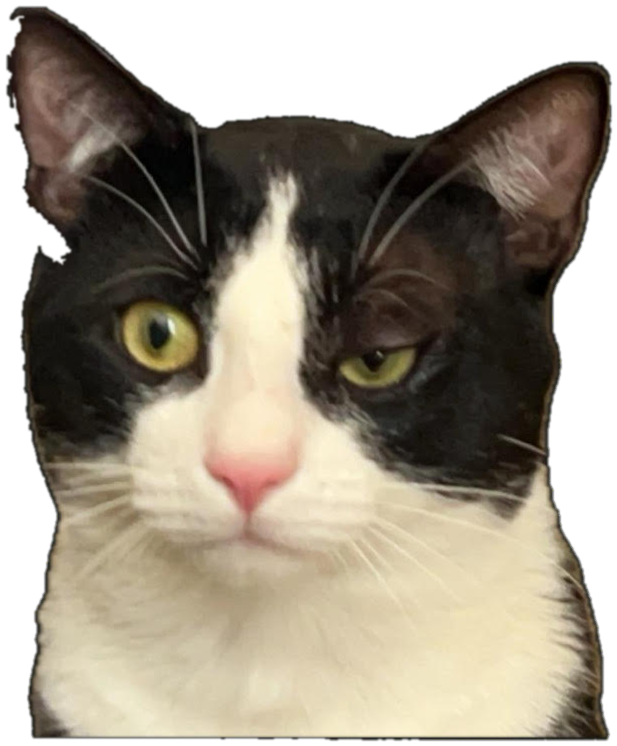 Titan, a tuxedo cat, in full color, staring with mild disapproval